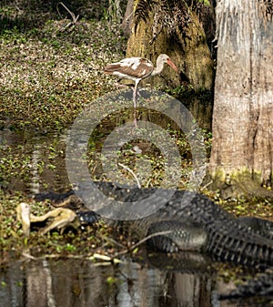 Juvenile White Ibis Wades For Food Near Large Aligator