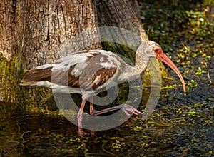 Juvenile White Ibis Wades In March Looking for Food