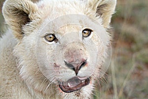 Juvenile white lion