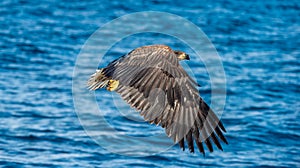 Juvenile White-tailed eagle fishing. Blue Ocean Background.