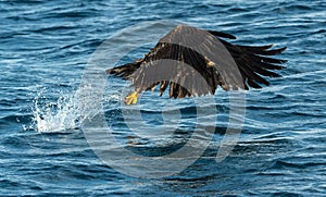 Juvenile White-tailed eagle fishing. Blue Ocean Background.