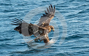 Juvenile White-tailed eagle fishing. Ocean Background.