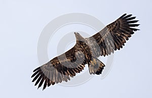 Juvenile White-tailed eagle flies in light sky with wide stretched wings and tail photo