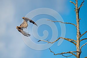 Juvenile White-tailed eagle  in flight. Front view. Sky background. Scientific name: Haliaeetus albicilla, Ern, erne, gray eagle,