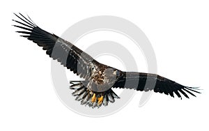 Juvenile White-tailed eagle in flight. Isolated on White background.