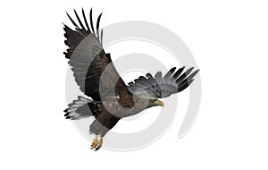 Juvenile White-tailed eagle in flight. Isolated on White background.