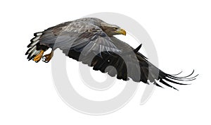 Juvenile White-tailed eagle in flight. Isolated on White background.