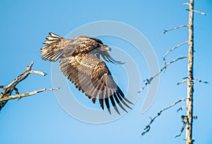 Juvenile White-tailed eagle  in flight. Side view. Sky background. Scientific name: Haliaeetus albicilla, Ern, erne, gray eagle,
