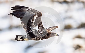 Juvenile White tailed eagle in flight. Snow-covered mountain on the background. Winter season. Scientific name: Haliaeetus