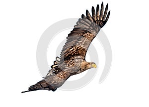 Juvenile White Tailed Eagle in flight with Wings Spread. Scientific name: . Haliaeetus albicilla. Blue sky background