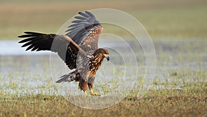 Juvenile white-tailed eagle landing on floodplain with frost