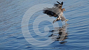 Juvenile White Tailed Sea Eagle catching fish near Ringstad in Vesteralen, Norway