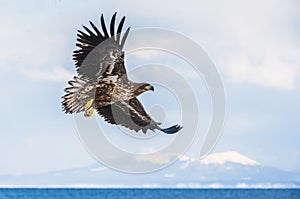 Juvenile White tailed sea eagle in flight. Winter season. Scientific name: Haliaeetus albicilla, also known as the ern, erne, gray