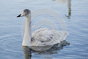 Juvenile Whooper Swan