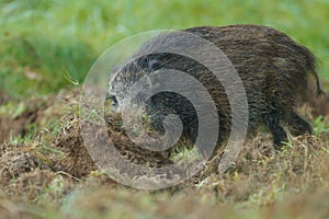 Juvenile wild boar foraging