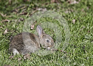 Juvenile Wild Rabbit