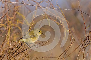 Juvenile Willow Warbler Phylloscopus trochilus on a branch in Camargue, France