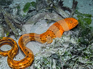 Juvenile Wolf Eel (Anarrhichthys ocellatus)