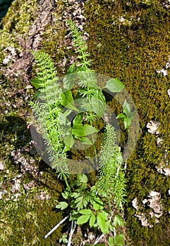 Juvenile Wood Horsetail (Equisetum sylvaticum)