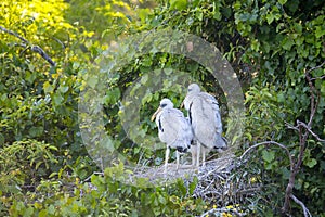 Juvenile Wood Storks In Their Nest