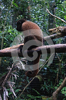 A juvenile woolly monkey in captivity sitting on a branch shwooing the tycical curled tail