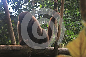 A juvenile woolly monkey eating a coconut