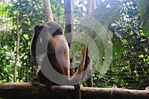 A juvenile woolly monkey eating sugar cane