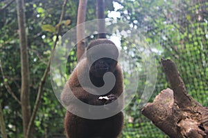 A juvenile woolly monkey looking in the camera
