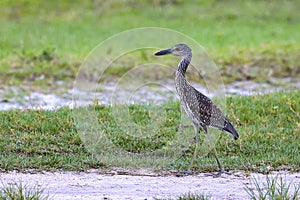 Juvenile Yellow-crowned Night Heron