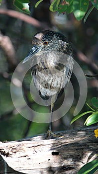 Juvenile yellow-crowned night heron at the Anne Kolb Nature Center