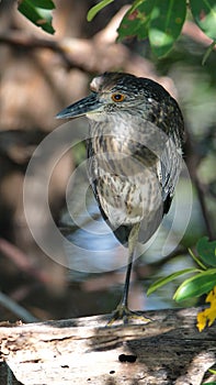 Juvenile yellow-crowned night heron at the Anne Kolb Nature Center