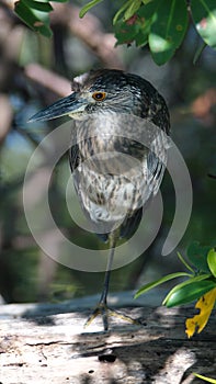 Juvenile yellow-crowned night heron at the Anne Kolb Nature Center