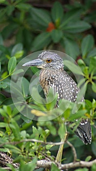 Juvenile yellow-crowned night heron at the Anne Kolb Nature Center