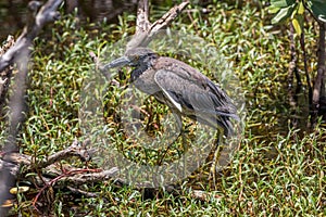 Juvenile Yellow-Crowned Night-Heron, J.N. Ding Darling Natio