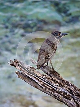 Juvenile yellow-crowned night heron, Nyctanassa violacea. CuraÃ§ao, Lesser Antilles, Caribbean