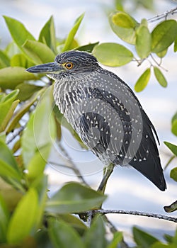 Juvenile Yellow-crowned Night Heron perched in a mangrove tree