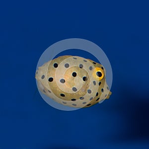 Juvenile Yellow Cubicus Boxfish