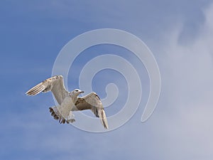 Juvenile yellow-legged Gull in flight