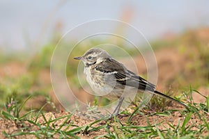 Juvenile Yellow Wagtail stood on a sandy bank