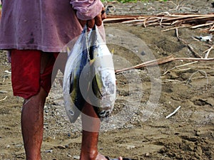Juvenile Yellowfin tuna Thunnus albacares freshly landed by the artisanal fishermen in Mindoro, Philippines