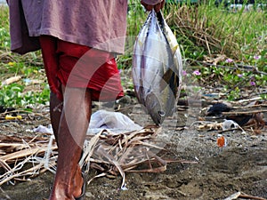 Juvenile Yellowfin tuna Thunnus albacares freshly landed by the artisanal fishermen in Mindoro, Philippines