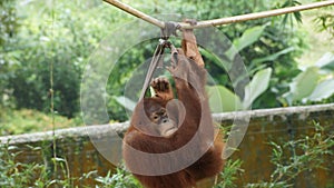 Juvenile and young orang utan in National Zoo of Malaysia