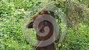 Juvenile and young orang utan in National Zoo of Malaysia