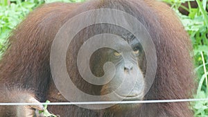 Juvenile and young orang utan in National Zoo of Malaysia