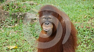 Juvenile and young orang utan in National Zoo of Malaysia