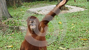 Juvenile and young orang utan in National Zoo of Malaysia