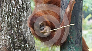 Juvenile and young orang utan in National Zoo of Malaysia