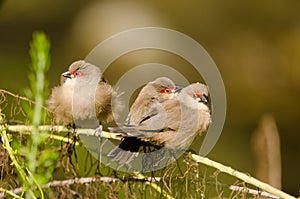 Juveniles common waxbill Estrilda astrild.