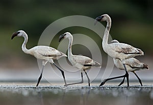 Juveniles in Lake Bogoria, Kenya