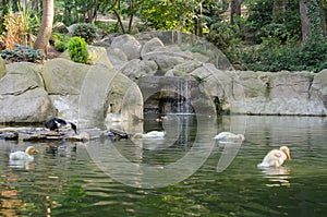 Juveniles peking duck